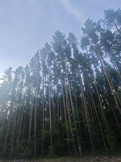The image depicts a dense forest of tall, slender pine trees, their trunks forming vertical lines against a pale, overcast sky. The perspective is low, looking upwards into the canopy, which is filled with dark green needles. Sunlight filters through the trees, creating lens flare on the left side of the image and casting a hazy glow over the scene. The forest floor is covered in shadows and a scattering of dried leaves and twigs. The overall impression is one of natural wilderness and quiet solitude. The trees are tightly packed, suggesting a young or recently managed forest. There is no discernible activity or event taking place; the scene is static and peaceful. The time of day appears to be late afternoon or early morning, given the soft, diffused light. The location, Chepelyovo, Russia, implies a temperate climate and typical boreal forest vegetation. There is a small, indistinct marking or label on one of the tree trunks in the lower right quadrant of the image, but no legible text is visible. The emotion conveyed is one of serenity and a sense of being immersed in nature.