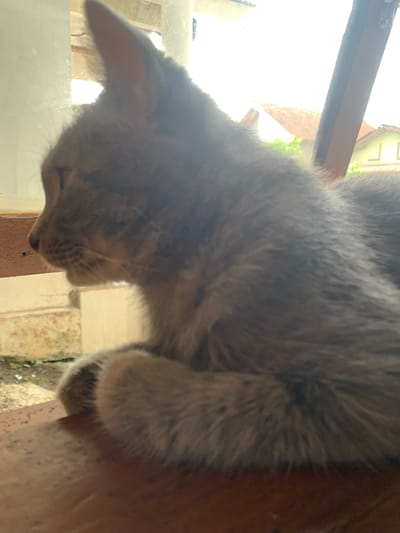 A domestic cat is resting on a wooden surface. The cat is facing left, with its head slightly turned. Its fur is a mix of gray and brown, and it appears to be a young cat. The background is out of focus, but it shows a residential area with houses and trees, suggesting an outdoor setting in the city of Jajag, Indonesia. The lighting is bright, indicating it is daytime. The cat's paws are tucked beneath its body.