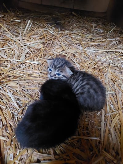 Two young kittens are nestled in a bed of dry, golden-brown straw or hay within what appears to be a wooden enclosure, likely a box or a sheltered area. The setting suggests a rural environment in Mshanets, Ukraine, possibly a barn or an animal shelter.
One kitten, a small tabby with grey and black stripes, is prominently featured in the center-left, looking directly at the viewer. It has striking blue eyes that appear wide open, and its tiny face is well-lit. The fur on its back shows distinct tabby markings.
Partially obscuring the tabby kitten and positioned to its right and slightly behind it, is a second kitten. This kitten is predominantly black, with thick, dark fur. Only a portion of its fluffy body is visible, suggesting it is either a solid black cat or a very dark-colored one. It appears to be larger or positioned in a way that its body provides warmth and shelter to the smaller tabby.
The straw provides a warm, natural bedding, creating a cozy and protected environment for the kittens. The background to the left consists of a dark, wooden surface, possibly the interior wall of the enclosure. The lighting is soft and even, indicating an indoor setting, and there is no visible text in the image. The scene evokes a sense of tenderness and vulnerability.
