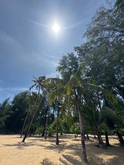 The image captures a sun-drenched beach in Ban Khuk Khak, Thailand, with a clear blue sky overhead and the sun prominently positioned in the upper left quadrant, emitting a bright lens flare. A cluster of palm trees with lush green fronds dominates the foreground and midground, their trunks angled against the sand. The beach itself is composed of fine, light-colored sand, casting long shadows from the surrounding vegetation. Beyond the palm trees, a dense line of darker green trees, possibly pine or casuarina, forms a backdrop. The scene is devoid of people, creating a serene and tranquil atmosphere.