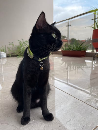A black cat with green eyes and a yellow collar with a small bell is sitting on a tiled balcony. The cat is facing to the right, looking away from the camera. In the background, there is a glass railing, potted plants, and a cloudy sky. The environment appears to be a residential area in Madina, Ghana, likely a home's balcony.