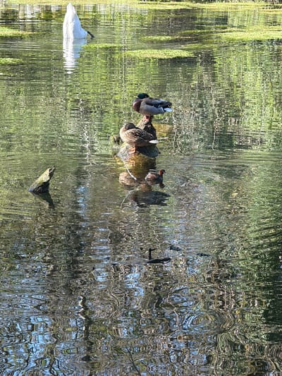 The image depicts a group of ducks resting on a log in a body of water. The water's surface is highly reflective, distorting the images of surrounding vegetation and objects. The scene is likely located in a park or natural setting, judging by the trees and green foliage reflected in the water. In the water, there are 6 ducks visible sitting on a log. There is also a duck upside down that is standing on it's head. The image is rotated to the left, but assuming this is a lake, there is a log in the water and a white plastic bag and the head of a duck visible. The exact location within Tonbridge and Malling, United Kingdom, cannot be determined from the visual information provided.