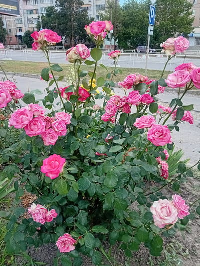 A bush of pink roses blooms in front of a multi-story building in Kherson, Ukraine. The building appears to be a residential apartment block. Behind the rose bush, there is a street with a pedestrian walkway and a fence. A blue and white traffic sign is visible on a pole next to the walkway. The roses are in various stages of bloom, with some fully open and others still budding. The leaves of the rose bush are a dark green color. The ground around the rose bush is covered with soil and some dry leaves.