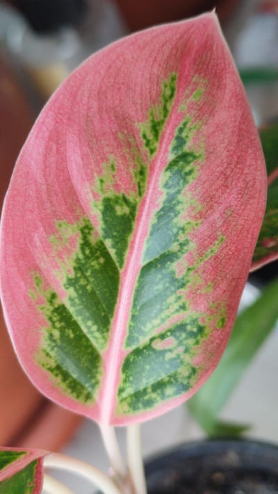The image shows a close-up of a leaf from a houseplant, likely an Aglaonema, due to its prominent pink and green variegation. The leaf is oval-shaped with a pointed tip and a prominent central vein. The edges of the leaf are a vibrant pink, transitioning to patches of green in the center, with some lighter green mottling throughout. The texture of the leaf appears slightly velvety. The background is blurred, suggesting a shallow depth of field, with hints of other greenery and a dark object, possibly a pot, at the bottom. There are no people or discernible city elements present in the image; it is a macro shot of a plant. Therefore, it is not possible to provide details about the location in the city of Bolotnoye, Russia, as these are not depicted.