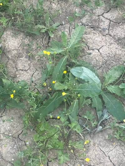 The image shows a close-up view of cracked, dry soil with green plants growing through it. Several small yellow flowers are scattered among the greenery. The scene is likely outdoors, given the natural setting and dry, cracked earth, suggesting a period of drought or arid conditions. The lighting is natural, indicating daytime. There are no people or specific objects visible, only the plants and the soil. The location context provided is Bârnova, Romania. No text is visible in the image.