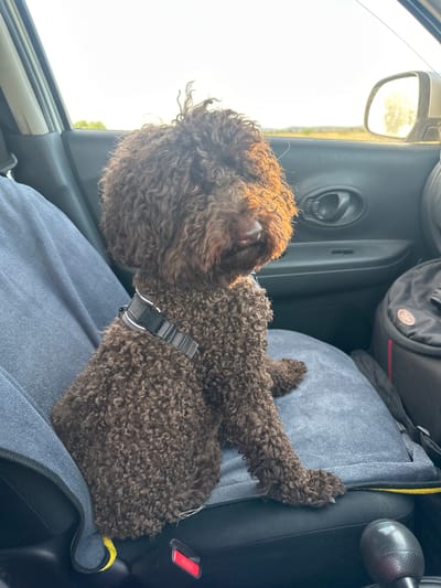 A brown, curly-haired dog is lying down on the blue fabric seat of a car. The dog is wearing a black harness with a silver buckle. Sunlight is streaming in from the left side of the car, illuminating the dog's fur and creating a bright background. Through the car window, trees and a bright sky are visible. The interior of the car is dimly lit, with a black bag visible in the background, possibly on the backseat. A black handle is visible on the car's door panel. The dog appears relaxed and comfortable, possibly resting during a car journey. The image seems to be taken during the daytime, with bright sunlight indicating a clear or partly cloudy sky. The location is identified as Novonikolaevka, Russia.