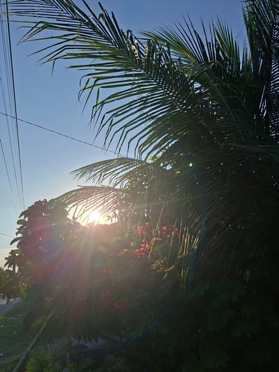 Captured in Kutaglumpang, Indonesia, the image features a sun-drenched scene dominated by palm fronds against a clear, bright sky. Sunlight filters through the foliage, creating intense flares and illuminating sections of the lush greenery. Clusters of small red flowers are visible amidst the leaves. Electrical wires cut across the lower portion of the frame. The perspective is upward, emphasizing the height and density of the vegetation.