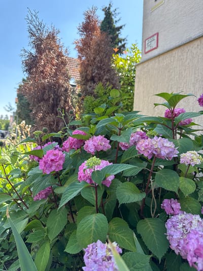 The image shows a close-up view of pink and purple hydrangeas blooming in front of a building. In the background, there are two tall, brown, dry-looking evergreen trees, and a tiled roof of a building is visible. A building facade, painted in a light beige color, is on the right side of the image, with a red and white sign attached to it that appears to be a street number or address marker. The sky is clear and blue. The hydrangeas are lush and full of flowers, with large green leaves. Some of the flowers are in full bloom, while others are still developing. The scene is likely a residential area in Bietigheim-Bissingen, Germany, given the architectural style of the building and the presence of street signage. No people are visible in the image. The overall impression is one of a well-maintained garden or yard in an urban setting.