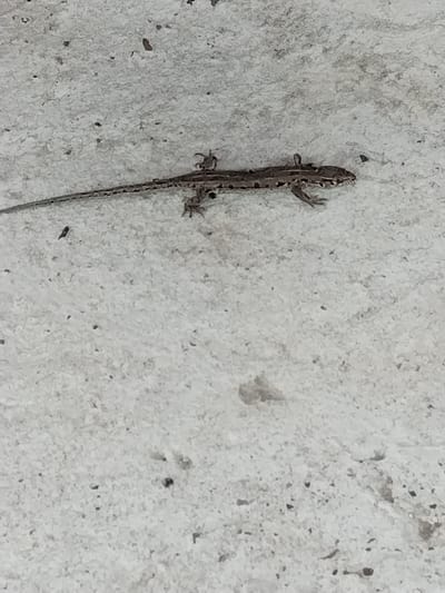 A small, brown and gray lizard is positioned horizontally on a pale, speckled concrete surface. The lizard is facing towards the right of the frame, with its head slightly raised and its legs splayed out. Its body displays a patterned texture with darker stripes along its back. The concrete surface is rough and uneven, with numerous small dark speckles and occasional larger, irregular dark and light gray patches. The lighting appears to be natural, casting faint shadows that are not clearly discernible. The scene is devoid of any human presence or urban elements typically associated with the city of Blokhino, Russia.