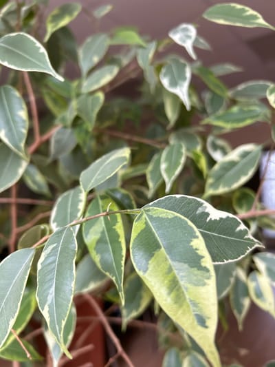 A close-up, indoor photograph captures the variegated leaves of a Ficus benjamina plant, also known as a weeping fig. The leaves exhibit a marbled pattern of dark green, light green, and creamy white along their edges. The branches are a reddish-brown color. The background is softly blurred, suggesting a shallow depth of field, with hints of brown and possibly a wall. There are no people or animals present in the image. The plant appears to be in a pot, with the rim of a brown planter visible in the lower portion of the frame. The lighting is soft and diffused, characteristic of indoor ambient light. There is no indication of the specific location within Zelenograd, Russia, other than it being an interior setting.
