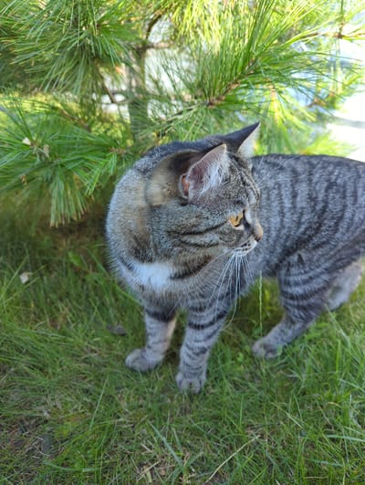 A medium shot shows a tabby cat standing on green grass next to a pine tree. The cat is facing right, with its head turned slightly to the right. It has yellow eyes and white whiskers. The cat's fur is striped gray and black, with some white fur on its chest. The background is blurred, but appears to be a sunny day with some blue sky visible through the pine needles. The image was taken in Tenishevo, Russia.