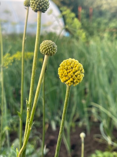 The image is a close-up, eye-level, outdoor photograph taken in the city of Perevoznoe, Russia, focusing on several plants. In the foreground, a thin, green stem supports a round, yellow flower head composed of numerous tiny florets. To the left and slightly behind this flower, another green stem rises, topped with a spherical, green bud, and further back, another similar bud is visible. The background consists of blurred green foliage and vegetation, suggesting a garden or natural setting. The lighting appears to be natural daylight, with soft shadows and a shallow depth of field that blurs the background.