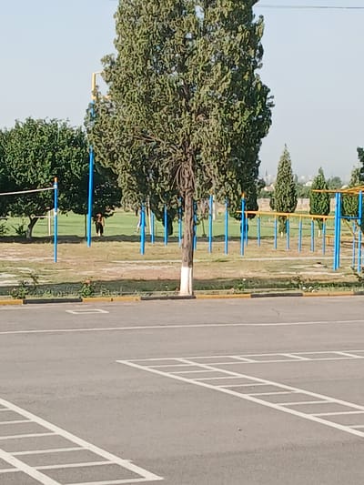 The image depicts an outdoor scene, likely a park or recreational area, with a focus on a gymnasium with blue and yellow bars. In the foreground, there is an asphalt surface marked with white squares, resembling a parking lot or game court. Beyond this, a grassy area is visible with several trees, one large tree with a white-painted base positioned centrally in the frame. The gymnasium equipment, consisting of vertical blue poles supporting horizontal yellow bars, is spread across the midground. Two individuals are present in the midground; one is standing near the gymnasium equipment, appearing to be wearing dark shorts and a lighter-colored top, while another person is partially visible further in the background. The background shows more greenery, including trees, and a distant cityscape under a clear blue sky. The overall environment suggests a sunny day in a community space. The location is identified as Аскари- сурх, Tajikistan.