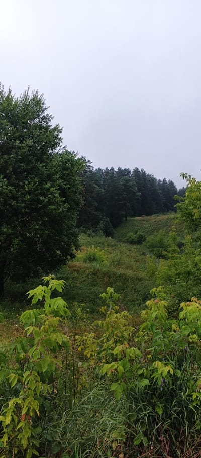 The image depicts a natural landscape with a slightly overcast sky, suggesting a cloudy day. The foreground is filled with lush green foliage, including plants with broad, lobed leaves and tall grasses. In the mid-ground, a grassy hill slopes upwards, dotted with patches of wildflowers and scattered green shrubs. A dense line of dark green coniferous trees forms a treeline along the crest of the hill. To the left of the frame, a large deciduous tree with dark green leaves stands prominently. The background is dominated by the sky. The scene appears to be a natural park or a rural area with minimal human presence, likely within the natural surroundings of the village of Podgornoye, Russia.