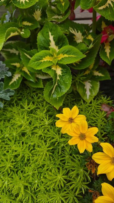 In a close-up, vertical shot, the frame is filled with various plants. At the top, broad green leaves with yellow and white variegation are prominent. These leaves are slightly glossy and appear wet, possibly from recent rain or watering. Beneath these, a dense carpet of fine, bright green foliage, resembling moss or very small needles, fills the lower half and left side of the image. Scattered within this green ground cover are three small, bright yellow flowers. Two of these flowers are clustered together in the mid-right section of the frame, while a third is visible in the bottom right corner. The flowers have thin petals and dark centers. The overall scene is one of lush, verdant plant life, likely in a garden or planter. There are no people or buildings visible, nor any specific landmarks that would allow for identification of a location within Jēkabpils, Latvia.