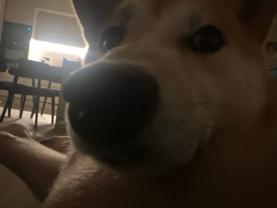 The image is a close-up, low-angle shot of a dog's face, taken in a dimly lit indoor environment. The dog's snout and a portion of its head dominate the foreground, with its dark eyes visible. The background is blurred but appears to show a room with furniture, possibly chairs and a table. The lighting suggests artificial light sources, possibly from a lamp or overhead lighting, creating shadows and highlights on the dog's fur. The overall impression is that the photo was taken by a person holding a camera or phone very close to the dog. There is no identifiable information about the specific location within Vilnius, Lithuania, as the image lacks any architectural or environmental cues that would pinpoint a precise spot in the city.
