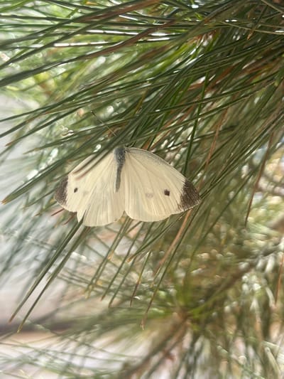 A close-up, medium shot captures a white butterfly with dark markings resting on the needles of a pine tree. The butterfly is positioned centrally, with its wings slightly open, revealing delicate veins. The pine needles are a vibrant green, and the background is softly blurred, suggesting a natural outdoor setting. The image does not depict any elements that would indicate its location within the city of Balkh, Tajikistan.