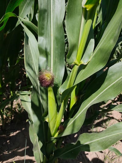 A close-up, eye-level shot captures a young corn cob emerging from the stalk. The cob, roughly the size of a fist, is partially encased in green husks. Delicate, reddish-brown silks extend outwards, catching the sunlight. The surrounding environment is a field of corn, with lush green leaves dominating the frame. The ground below is visible, appearing as dry soil with sparse blades of grass. The image is taken during daylight hours, with strong shadows indicating a bright sun. The scene is located in Sakaldy, Kyrgyzstan.