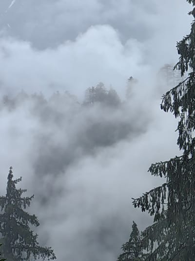 The image depicts a misty mountain landscape in the vicinity of Prini, India. Tall evergreen trees, likely pine or deodar, are prominent in the foreground and midground, their branches laden with needles and cones. A dense layer of fog or low-lying clouds partially obscures the view of the mountains and the forest beyond, creating a sense of depth and mystery. The overall color palette is dominated by muted grays and greens, characteristic of a cloudy, high-altitude environment. The scene is tranquil, with no visible signs of human activity.
