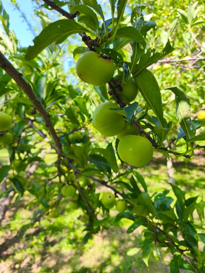 The image shows a close-up view of a plum tree branch laden with several unripe, green plums. The plums are round and smooth, with a vibrant green hue. They are clustered together, with some hanging lower on the branch. The leaves of the tree are also green, some showing signs of damage with small holes. The background is a blur of more green foliage, sunlight, and dappled ground, suggesting an outdoor setting, likely an orchard or garden. The sunlight filters through the leaves, creating a bright and airy atmosphere. The scene appears to be located in a rural or semi-rural area, possibly a fruit orchard in Nanguan District, China, given the context. There are no people visible in the image.