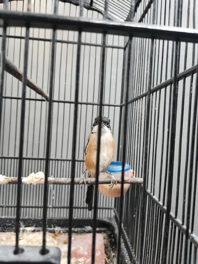 A bird is perched on a wooden rod inside a black metal cage. The bird is small, with a black head, white face, and a tan chest. Its body is mostly obscured by the cage bars. To the right of the bird, a small blue and clear plastic food dispenser is attached to the cage. The background is a plain gray wall. The cage is positioned within what appears to be an indoor environment, as indicated by the artificial lighting and the general cleanliness of the surroundings. The overall impression is of a pet bird in its enclosure. The location is not determinable from the image.