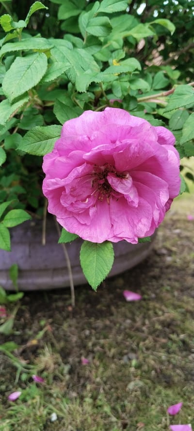 A close-up, vertical, eye-level outdoor shot shows a bright pink, fully bloomed rose. The rose is centered in the frame, with its petals unfurled and a cluster of dark stamens visible in its center. The rose is surrounded by green foliage. A single green leaf hangs below the rose. In the background, a portion of a purple planter is visible, out of focus, as is the ground, which appears to be covered in dirt and some grass, with a few fallen pink petals scattered on it. The scene is likely located in a garden or park in Volchansk, Russia, given the context provided.