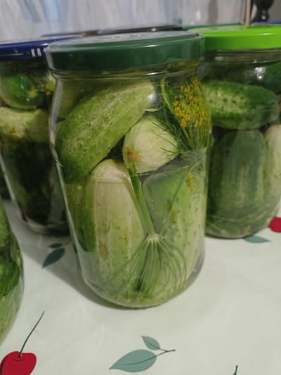 The image displays several jars filled with pickled cucumbers, with dill visible in one jar. The jars are placed on a table covered with a tablecloth featuring a cherry and leaf pattern. The scene appears to be indoors, possibly in a kitchen or pantry. The jars are transparent glass, and some have green lids, while one has a blue and green lid. The lighting suggests a daytime setting. The image does not provide any information about the city of Grudziądz, Poland, or any specific actions or people.