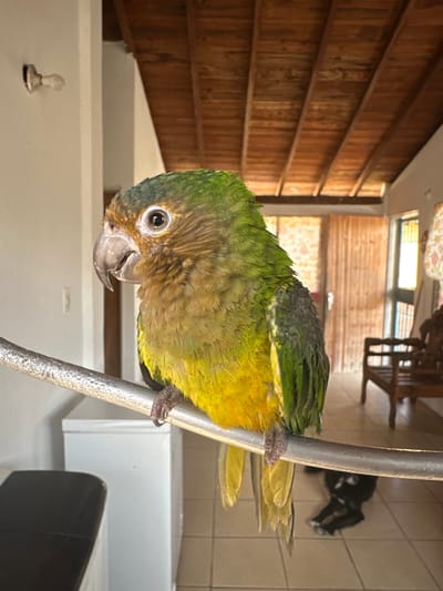 A green and yellow parrot perches on a vertical metal pole. The background includes a wall with horizontal wooden planks, a white structure, and a black and white object on a tiled floor. The location is likely indoors. The parrot is the primary subject, with its plumage and grip on the pole being key features. The location in the city of Parroquia Ocumare, Venezuela is unknown.