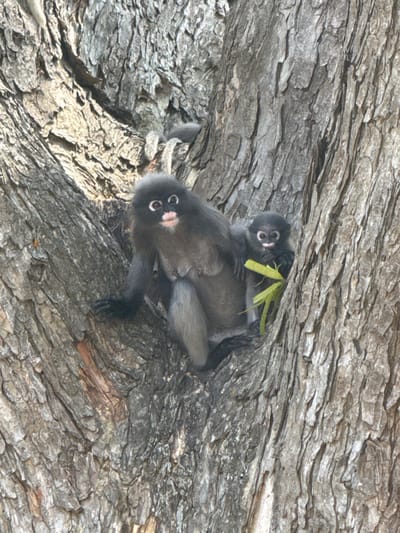Two spectacled langurs cling to a bark-covered tree trunk. The adult langur, predominantly gray, supports a smaller, darker infant on its back. The infant faces forward, holding onto the adult with its small hands, and green leaves are visible beside it. The bark texture is rough, featuring various ridges and cracks, offering a camouflaging backdrop.