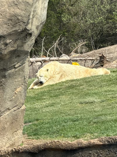 A tilted eye-level shot depicts a polar bear in an enclosure at the Columbus Zoo and Aquarium in Powell, Ohio, USA. The bear, partially visible, rests its head close to a rock formation in the foreground. The rest of its body extends towards a grassy area adjacent to a fallen log. Some trees are visible in the background.