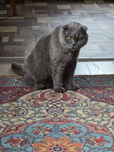 A Scottish Fold cat with grey fur and yellow eyes sits on a Persian rug in a room. The rug has intricate patterns in shades of red, blue, and cream. The floor behind the cat appears to be made of wood planks. The cat is facing the camera and its body is angled slightly to the right. The background is slightly out of focus. There is no visible indication of the city of Orekhovo, Russia in the image.
