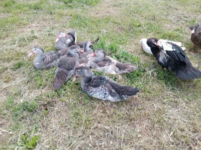 A group of domestic ducks rests on a patch of grassy ground during the daytime in Zemen, Bulgaria. The majority of the ducks are mottled grey and white, characterized by their speckled plumage and pinkish beaks. They are clustered together, some sitting upright while others appear to be lying down, seemingly relaxed. To the right side of the frame, a duck with predominantly black feathers and notable white markings on its wings is visible, alongside another mostly white duck. The ground consists of a mix of green grass and drier, brown patches, indicating an outdoor, natural environment. No visible text is present.