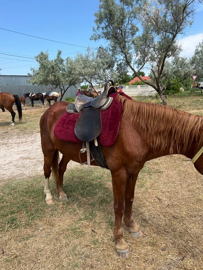 A brown horse with a saddle and a red blanket is in the foreground, facing away from the camera. In the background, several other horses are standing near a metal fence. A person in a plaid shirt is visible behind the horses. The scene appears to be an outdoor stable or riding area, with trees, dry grass, and a blue sky. The location is described as Unknown, Ukraine.