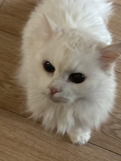 A fluffy white cat with dark eyes and a pink nose is lying on a light brown wooden floor. The cat is facing the camera, with its head tilted slightly to the left. The lighting is natural, suggesting it is daytime. The background is out of focus, but appears to be an indoor setting. There is no indication of the cat's location within Zelenograd, Russia, as the image provides no contextual clues beyond the subject itself.