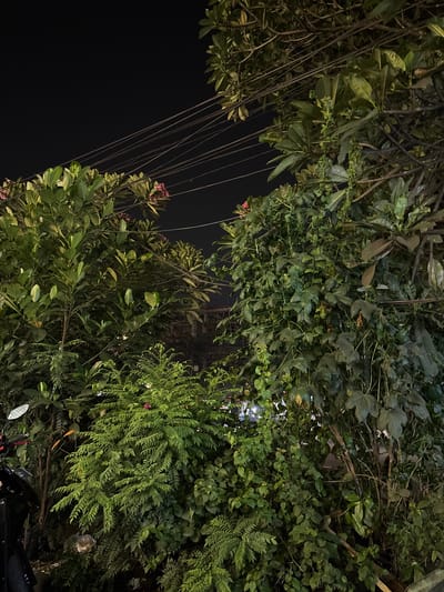 The image, presented in a portrait orientation, captures a dense and vibrant canopy of trees and various green plants against a dark night sky. The perspective is upwards, looking through the foliage.

On the left side of the frame, a significant portion of the dark sky is visible, interspersed with numerous thin, dark lines that appear to be utility wires or cables. These wires descend diagonally, partially obscured by tree branches and what seem to be hanging aerial roots or vines. Clusters of green leaves, some with small pink or reddish flowers, border this dark expanse.

The bulk of the image is filled with lush greenery. Different types of leaves are discernible, ranging from large, broad foliage to delicate, fern-like fronds. The leaves are illuminated by artificial light sources, likely streetlights or nearby building lights, casting highlights and shadows that bring out their texture and depth. Through several small gaps in the dense vegetation, faint glows of distant artificial lights, possibly from buildings or streetlamps, can be seen in the background.

In the bottom right corner, a small part of a black vehicle, specifically a motorbike, is visible, showing a rearview mirror and handlebars. This detail, along with the utility wires, indicates an urban or suburban environment. The scene depicts a static natural setting intertwined with human infrastructure. The time of day is clearly nighttime. There is no visible text or discernible activity taking place. The setting is consistent with a tropical urban area like Binong, Indonesia.