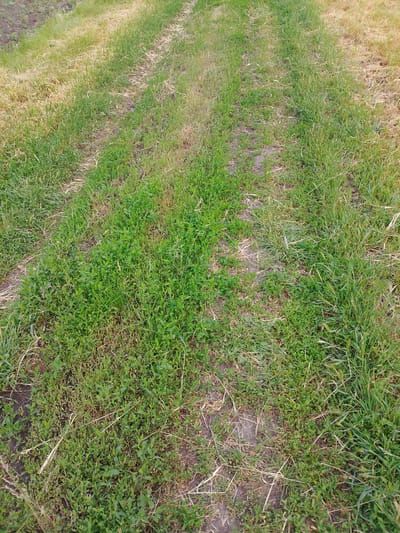 The image shows a narrow, grassy path or track running through a field. The path is defined by two parallel tracks where vegetation is either thinner or more compacted than the surrounding areas. The vegetation consists primarily of grass and low-lying plants. Some sections of the grass appear dry and brown. The ground is visible in parts, revealing soil. There are no people or other identifiable subjects in the image. Without additional information, it is impossible to verify that the location is Lima, Peru.