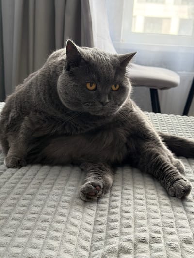 A fluffy, grey British Shorthair cat with yellow eyes is sitting on a textured grey blanket in a room. The cat is positioned towards the left of the frame, with its body facing forward and its head turned slightly to its left. Its front legs are tucked in, and its hind legs are extended. The cat's tail is curled behind it. In the background, there are sheer white curtains and a window, with hints of buildings visible outside. The lighting suggests it is daytime. The scene does not contain any elements that indicate it is located in the city of Korolyov, Russia.