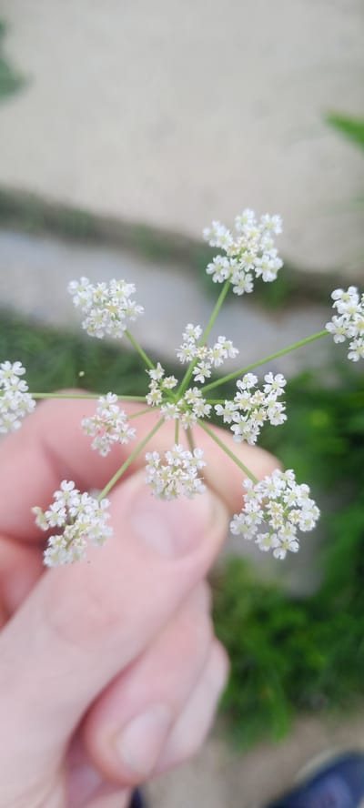 A close-up, shallow depth-of-field shot shows a hand holding a delicate, white umbel-shaped flower cluster, likely of the Apiaceae family. The flower's structure consists of multiple small, white florets arranged in a radial pattern, resembling a miniature umbrella. The hand, light-skinned with visible fingernails, gently supports the stem of the flower, with a thumb and forefinger pinching the main stalk. The background is softly blurred, revealing hints of a paved surface, green grass, and possibly a shoe in the lower right corner. The lighting is diffused, suggesting an outdoor setting, possibly during the daytime. The image does not provide any specific contextual clues to determine its location in the city of Kudymkar, Russia, or any other specific geographical area.