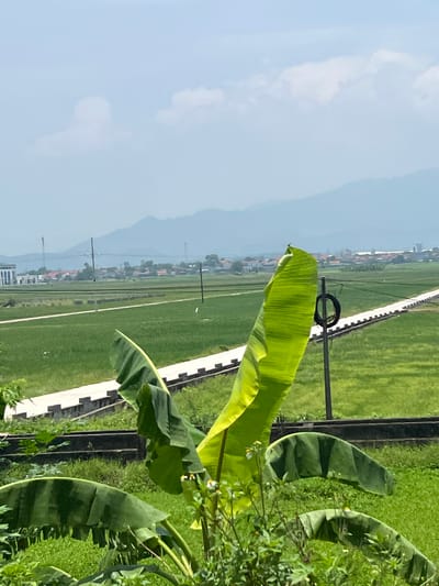 The image captures a landscape scene with a prominent banana plant in the foreground, its large green leaves extending into the frame. Behind the banana plant, a white road or pathway runs diagonally across the image, bordered by what appears to be a concrete structure. Beyond the pathway, vast green rice fields stretch into the distance. In the middle ground, a small village or town is visible with buildings featuring orange roofs, interspersed with greenery. A few utility poles and wires are also present. In the far background, hazy mountains rise against a pale blue sky with scattered white clouds. The scene suggests a rural setting, likely in Tu Vũ, Vietnam, characterized by agricultural land and distant mountains.