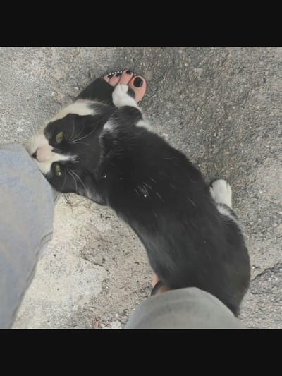 The image shows a black and white cat lying on its back on asphalt, with its paws wrapped around a person's foot. The person is wearing black nail polish and a sandal. The cat's head is tilted up, looking towards the camera. The background is a textured gray asphalt surface. The scene appears to be outdoors, possibly on a street or sidewalk in the city of Saint-Août, France.