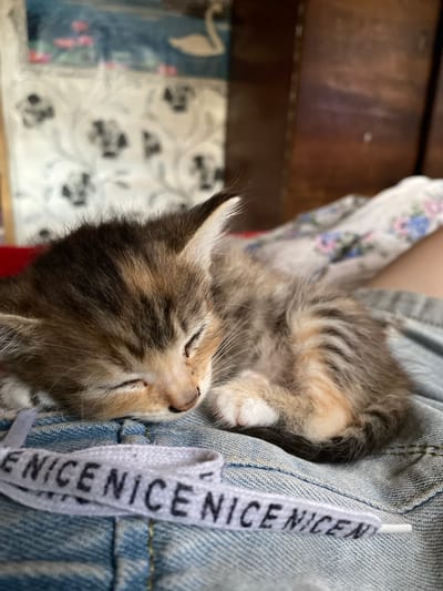 This close-up image captures a very young kitten sleeping soundly, nestled against what appears to be denim fabric. The kitten has a tabby coat with stripes of brown, gray, and orange. Its eyes are closed, and its delicate whiskers are fanned out. One of its paws is visible, with white fur on the toes. The background is blurred, but hints of floral patterned fabric and a wooden surface suggest an indoor setting, possibly a home. A white ribbon with the repeating text "NICENICENICE" is attached to the denim, adding a decorative element. The overall impression is one of peacefulness and vulnerability, with the kitten appearing completely at ease in its surroundings. The soft lighting and shallow depth of field focus attention entirely on the sleeping animal.