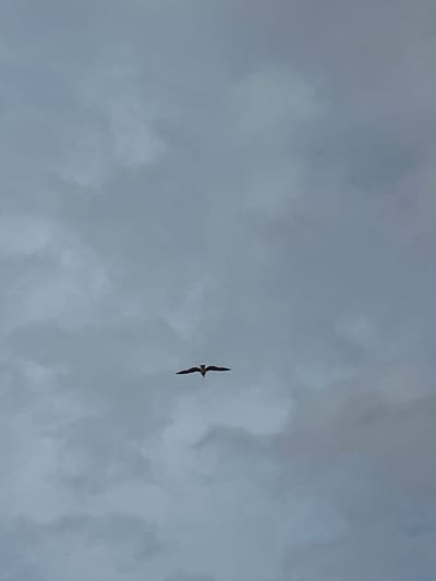 The image shows a bird flying in the sky, appearing against a cloudy backdrop. The location is likely M'Diq, Morocco, given the prompt's request, though no specific local landmarks are visible to confirm the precise location. No people or other objects are discernible. The bird is the sole subject, with its action being the act of flying. The environment is characterized by the overcast sky.