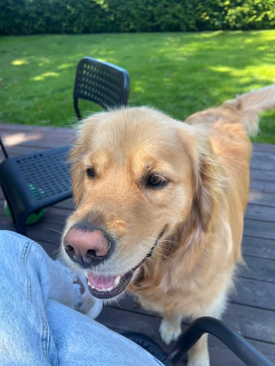 This media file shows a close-up, high-angle shot of a golden retriever's face. The dog is looking upwards, with its mouth slightly open, revealing its teeth and pink tongue. Its fur is golden and appears soft. In the background, a wooden deck is visible, along with a patch of green grass and some foliage, suggesting an outdoor setting, possibly a backyard or garden. Two black objects with perforated surfaces, resembling chair seats or small tables, are also present on the deck. A person's legs, clad in light blue jeans, are visible in the lower right portion of the frame, suggesting they are sitting next to or interacting with the dog. The lighting suggests it is daytime, with sunlight casting shadows on the grass. The dog's expression appears alert and possibly happy or expectant. The location context indicates this scene is from Ekeby, Sweden. There is no visible text in the image.