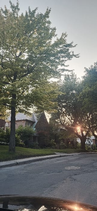 This image depicts a residential street scene, characteristic of the city of Westmount, Quebec, Canada, during the late afternoon or early evening. The foreground shows a dark asphalt road with surface cracks and an indistinct utility cover, bordered by a raised concrete sidewalk. A reflective surface, likely the dashboard or windshield of a vehicle, is visible at the bottom edge.

The midground and background are dominated by large, mature deciduous trees with dense green foliage, several of which obscure parts of the residential architecture. A prominent tree trunk stands on the left. Behind the trees, multiple multi-story houses are visible: one on the left appears to be built of stone or brick with a multi-gabled roof, while a darker, gabled house with visible chimneys is partially obscured in the center. The sun is low on the horizon, positioned behind the trees on the right, creating significant lens flare and backlighting effects through the foliage. The sky is clear and light-colored. No individuals, animals, or moving vehicles are present in the visible scene.