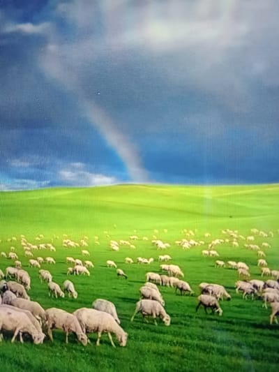 The image depicts a vibrant green, rolling landscape under a dramatic sky featuring a prominent rainbow. A large flock of sheep grazes on the lush grass. The scene appears to be a pastoral setting, characteristic of rural areas. There is no discernible urban infrastructure or identifiable landmarks in the image that would place it specifically within the city of Qorowul, Uzbekistan. The focus is on the natural environment and the sheep.