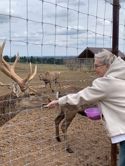 A medium shot, taken through a wire fence, depicts a woman in a beige hooded sweatshirt bent forward, hand extended, likely feeding one of several deer within an enclosure. The dominant deer in the foreground has substantial antlers. A purple bucket is visible near the woman's waist. The background reveals a field, some trees, and an overcast sky. A small building with a brown roof is also in the background. The ground inside the enclosure appears to be dirt or gravel. There is no evidence to indicate the location is the city of Stary Chultem, Russia.