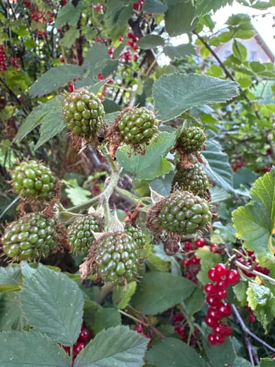 The image shows a close-up view of unripe blackberries and red currants growing on a bush. The blackberries are clustered together, with each individual berry small and green, covered in tiny spines. Some of the blackberries have dried brown calyxes attached. The red currants are small, round, and bright red, growing in clusters on thin stems. Green leaves of various sizes and shapes surround the berries, some appearing slightly wilted or textured. In the background, out of focus, glimpses of more greenery and what appears to be a building with a triangular roof can be seen, suggesting an outdoor setting. The scene depicts a natural environment, likely a garden or a wild area, within the city of Ćwiklice, Poland. There are no people or animals visible in the image.