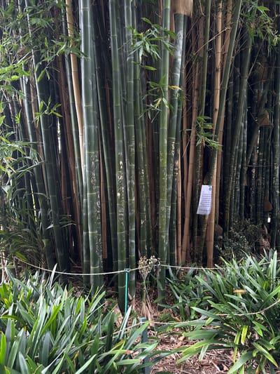 A stack of green and brown bamboo stalks fill the frame, many inscribed with names and drawings. A white sign is attached to one stalk. The bamboo is bound together with green string. Green leafy plants surround the stack, adding to the natural setting. The photo is taken from a perspective that makes the bamboo appear to be lying horizontally.