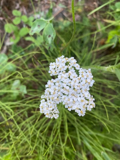 A close-up, overhead shot shows a cluster of small, white flowers with yellow centers, likely yarrow, adorned with tiny water droplets. The flowers are the primary subject, positioned slightly to the right of the frame's center. They are surrounded by a blur of green foliage, including thin, grass-like blades and broader, clover-like leaves. The background consists of out-of-focus ground and vegetation. No people, actions, or interactions are depicted. The scene appears to be an outdoor natural environment, possibly a park or garden. The location in Duhamel, Canada is not visually represented in the image.