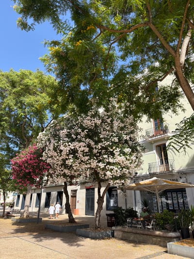 The image shows an outdoor scene with people and a building, likely in Ibiza, Spain. The time of day appears to be daytime, with clear blue skies visible through the trees. The weather seems pleasant and sunny, casting shadows on the ground.

In the foreground, there are several trees with abundant green foliage. One tree is heavily laden with clusters of white flowers, and another has a large display of pink flowers. These flowering trees create a vibrant and colorful natural element within the urban setting.

Behind the trees, a light-colored building with several windows and balconies is visible. The architecture suggests a European style. An awning extends from the building, covering an outdoor seating area with tables and chairs.

Two people are walking away from the camera on a paved walkway in front of the building. They are wearing white tops and darker bottoms. Another person is seated on a bench in the background.

A framed black and white portrait of a man's face is displayed on the side of the building near the flowering trees. There is also some text visible on a sign above the entrance to the building, though it is mostly illegible. The ground is covered in a light-colored gravel or small stones, with scattered yellow petals from the trees. The overall impression is of a sunny day in a pleasant, possibly Mediterranean, town square or street.